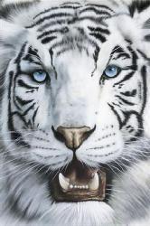 Poster - Tigre blanco Enmarcado de cuadros